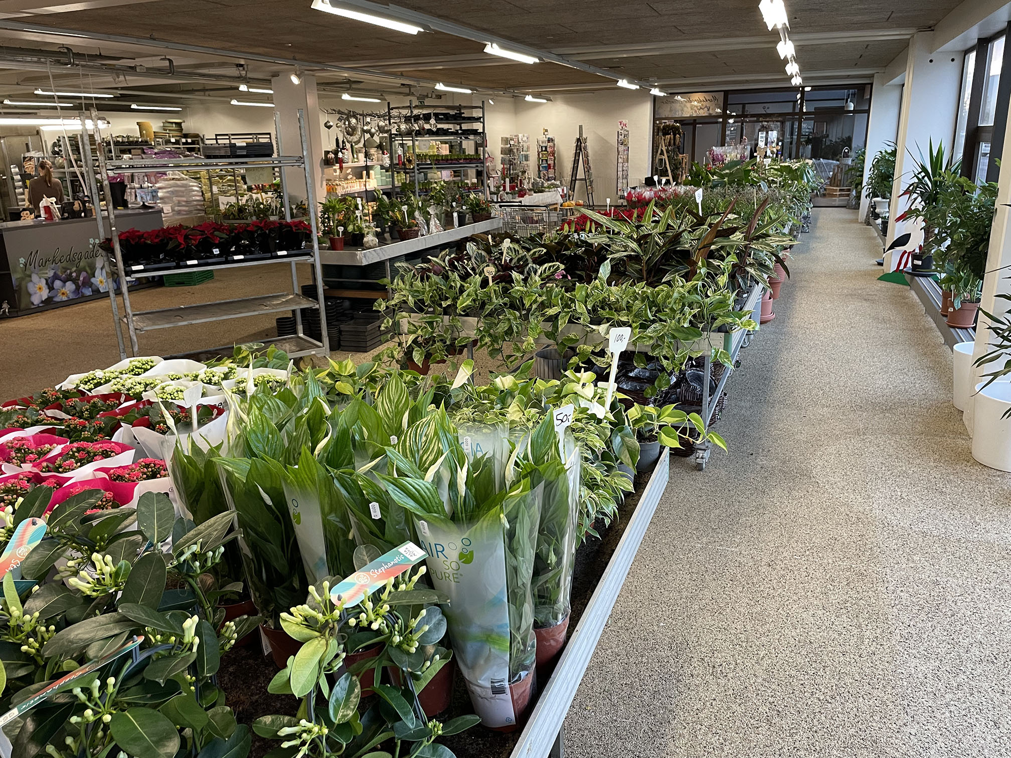 Potteplanter og sammenplantningerpå lager klar til salg i butikken